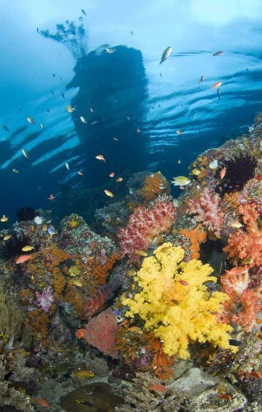 Indonesia, Misool, Boo Islands Reef scenic